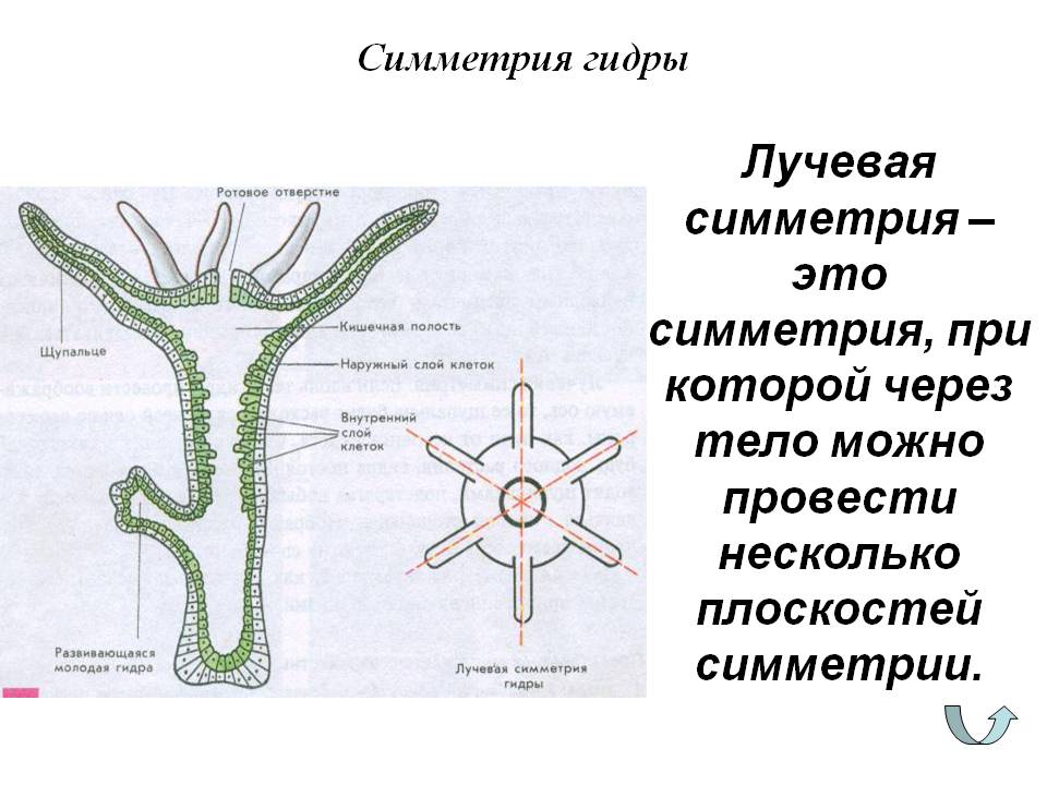 Кракен маркетплейс тор